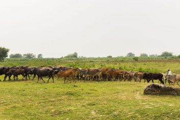 Koshi Tapu Safari View